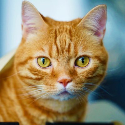 Ye13iytVVCoiX5b's profile picture. 