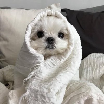 imkittyQ's profile picture. 내 남친은 하주 나는 탈주