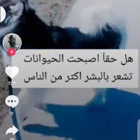 حبيبي يارسول الله صلى الله عليه وسلم تسليما كثيرا (@ste5te8i3tt21ek) Twitter profile photo