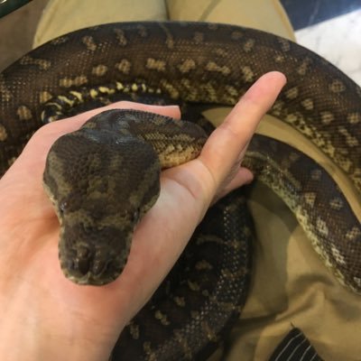 1hrn2's profile picture. 別垢との使い分けが面倒で放置気味ですがDM等反応します。 チケ取引メインで使ってますが気が向いたら動かします