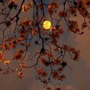 maxine peters - @maxinep99526252 - Twitter