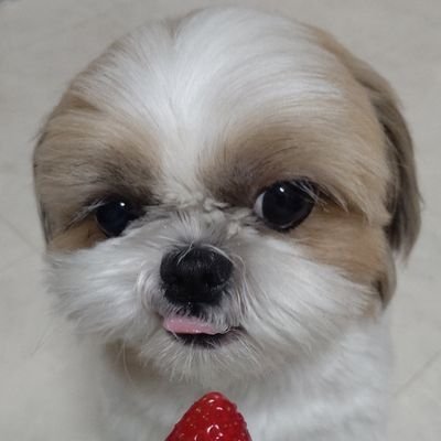 シーズーの♥シズ♥2018.6.18生 無言フォローごめんなさい😢時々パパ・ママ👫
#犬 #鼻ぺちゃ犬 #シーズー #もふもふ #いぬのきもち #愛犬 #ワンコ #動物大好き #dog #shihtzu