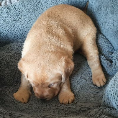 Hi I'm Sakura! 🌸 | #puppy #labrador #dogsoftwitter | Forever in our hearts Holly (2021) and Candy (2015) | Find me on TikTok | Passionate about #mentalhealth