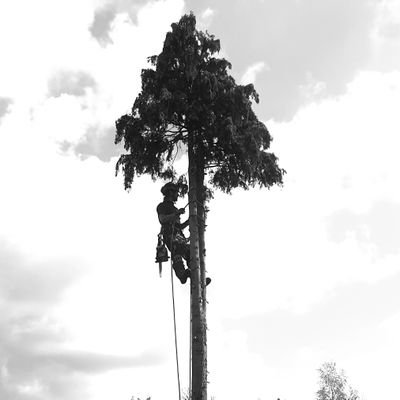 Boreal_Trees's profile picture. Tree Care, Conservation and Ecological services.