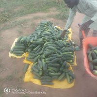 doctore (@agri_extensions) 's Twitter Profile