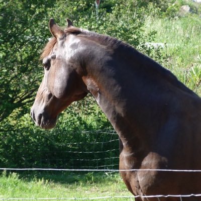 American Saddlebred breeders living on an organic farm in Super Natural British Columbia. Home of author Summer Oakes.