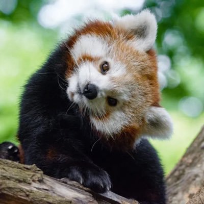 rustyredpandas Profile Picture