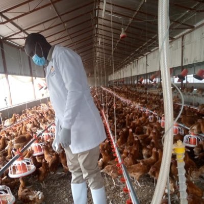 Poultry farm with a capacity of 30k commercial layers || 25 tonne/day feeds manufacturing plant.|| #SDG2 ||info@tamaambrands.com||🐥🥬🫑﷽