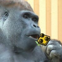 𝗣𝗼𝘁(@gorilla_Pot) 's Twitter Profile Photo