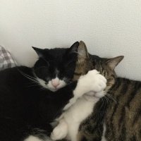 猫並 (@nekonami440) 's Twitter Profile