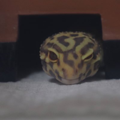 爬虫類垢 レオパ×9フトアゴ×1 クサガメ×2 ニホンイシガメ×6 カブトニオイガメ×1 ヒメニオイガメ(hyb)×2 ウパ×1 飼育中 23歳の社会人の男