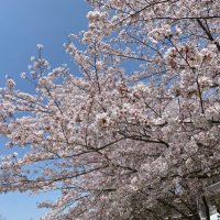 グループホームさくら (@sghsakura) Twitter profile photo