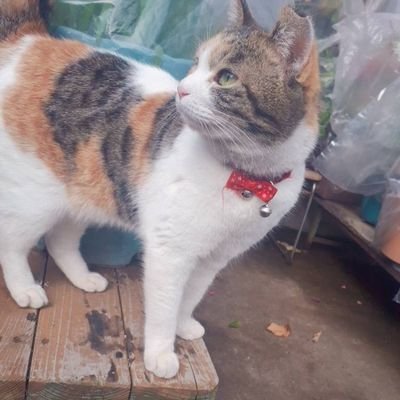 猫好き🌼猫しか勝たん。勝手にRT、いいねすみません😿怪しいものではございません〜〜!猫カフェのねこちゃん、のらねこちゃんを撮ったり、フォローさせていただいてる猫ちゃんをRTしていたりしています🌱
DMでYouTubeの告知は御遠慮ください。ご返信しません。