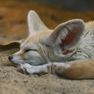 でんきタイプフェネック けフと動物と写真と旅行と温泉とキャンプと嗜む程度のお酒