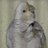 cockatoo2164