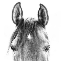 Ban Horse Slaughter(@HorseSlaughter_) 's Twitter Profile Photo