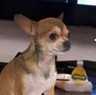 DragonHellta's profile picture. qeni