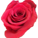 The Rose Guy - @NYCROSES - Twitter