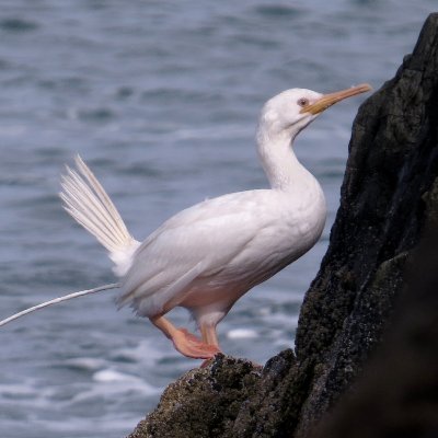 blackdogbirder Profile Picture