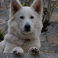 Irmtraud Pribas (@pribasirmtraud) 's Twitter Profile