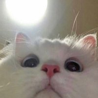 Twistex (@twistexbtw) 's Twitter Profile
