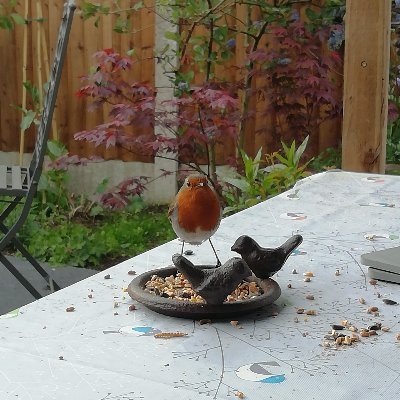 Novice birder loves anything nature, real ales and Guinness.