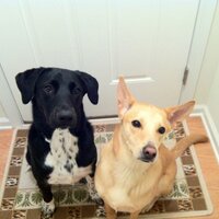 Tracy C (@downhillwv) 's Twitter Profile