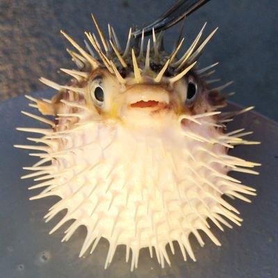 robo (@toruyukiko) / X