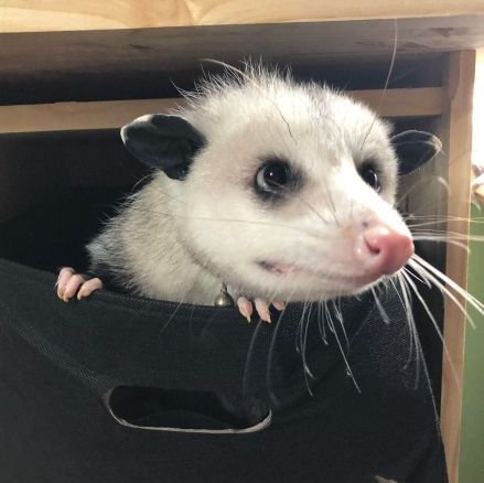 Possum with a keyboard in the body of a 30-something human. Wild swings among wholesome, news/politics, and NSFW. 18+ only. He/him. Trans rights. BLM.