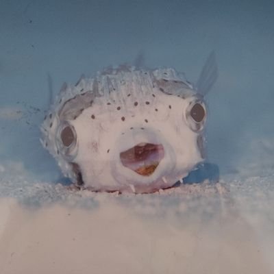 にゃんこ様（※うさぎ様）専用です 受け取ってくださいっっ(⸝⸝ᐡ. ̫ .ᐡ⸝⸝)^ ̳• ·̫ • ̳