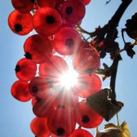 Lenina 🎗️ (@leninadc) Twitter profile photo