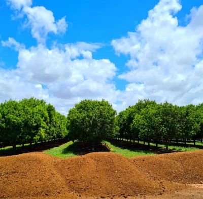 Ing. Agronomo UCLA Consultor Agrícola cultivos  Cafe y Nuez de Macadamia