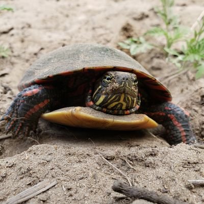 MrButtle2's profile picture. I am a turtle