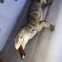 Ty (@fatdabsbruh) 's Twitter Profile Photo