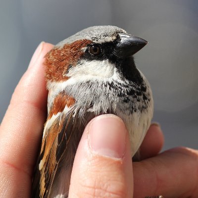 Bird Profile