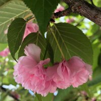 Irene Liao (@plantbotsci) 's Twitter Profile