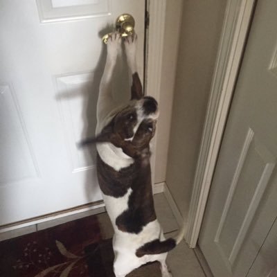 DONTLIETOMEAGA1's profile picture. SILVERBACK 22