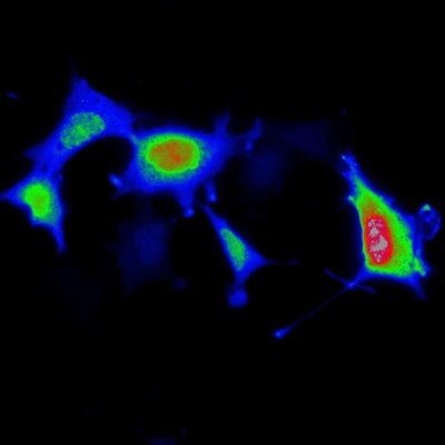 Insights in Signaling Dynamics and Encoding (InSiDE) weekly online seminar series. Connecting scientists interested in single-cell signaling dynamics.