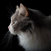 アズ@副業ブロガー (@aznyanblog) 's Twitter Profile