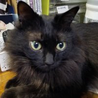 RYU@社会人オタ (@ddplayer4648ryu) 's Twitter Profile