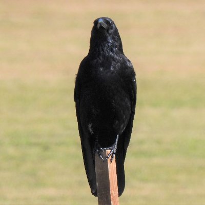 静岡県富士市在住。野鳥観察、と言いましてもカラス観察が中心。暇さえあれば動画整理等カラス関連の何かをしています。他にはサイクリングが趣味です。