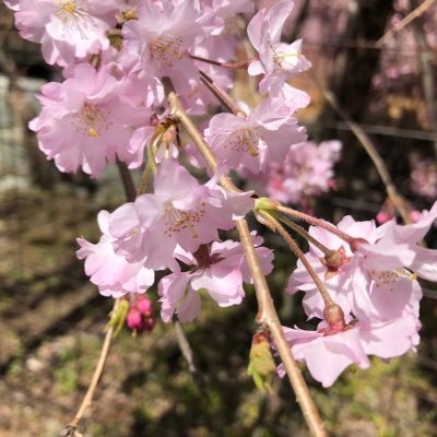 エレクトロニカとかサカナクションとか旅。鳥取。