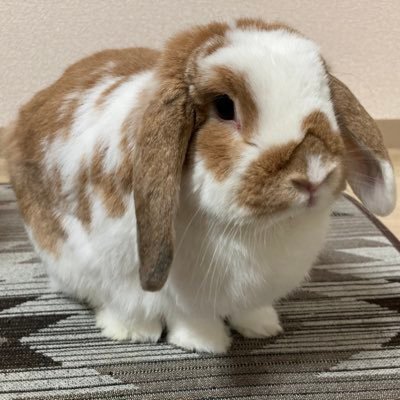 dododo_uma's profile picture. 馬垢🐴