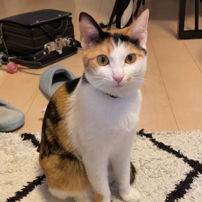 AhMpqLhdos04IHO's profile picture. 2021年5月16日東京都足立区東六月町の自宅から出て行ってしまいました。名前:たね/生後1歳/メス/避妊手術済み/三毛猫/特徴:頭に黒い斜めのギザギザ模様 ◆目撃された方、保護された方はこのアカウントまでご連絡お願い致します◆