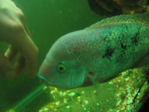 OkcCichlids's profile picture. Okc Cichlids Twitter Page
