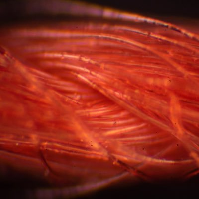 Oskar_macro's profile picture. Extreme macro #Macro photographer #NFTartist #NFT #NFTs