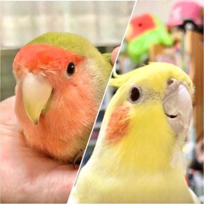 『よもぎ』♀9才《コザクラインコ》気が強いお嬢様(2023.11.8🌈)|『月見』♂ 8才《オカメインコ》ビビりな僕ちゃん|『あっちゃん(飼い主)』♀《鳥になりたい人間、自然・動物大好き》|@BirDooL_6227の娘|ヘッダー:なみへいさん(@m_7777777333)