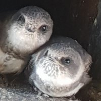 Clive Prescott (@clive_prescott) Twitter profile photo