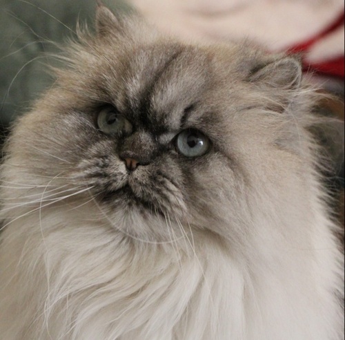 I am a Himalayan cat who likes using Twitter. I love cheese, turkey, treats and bananas. I ring a bell for treats.
