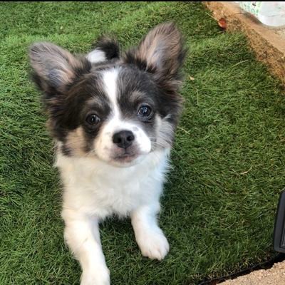 EDAKSeBChr1ck9l's profile picture. モンハンライズにハマってる、
フィリピン出身の日本育ちです！
一緒にひと狩り行きませんか？